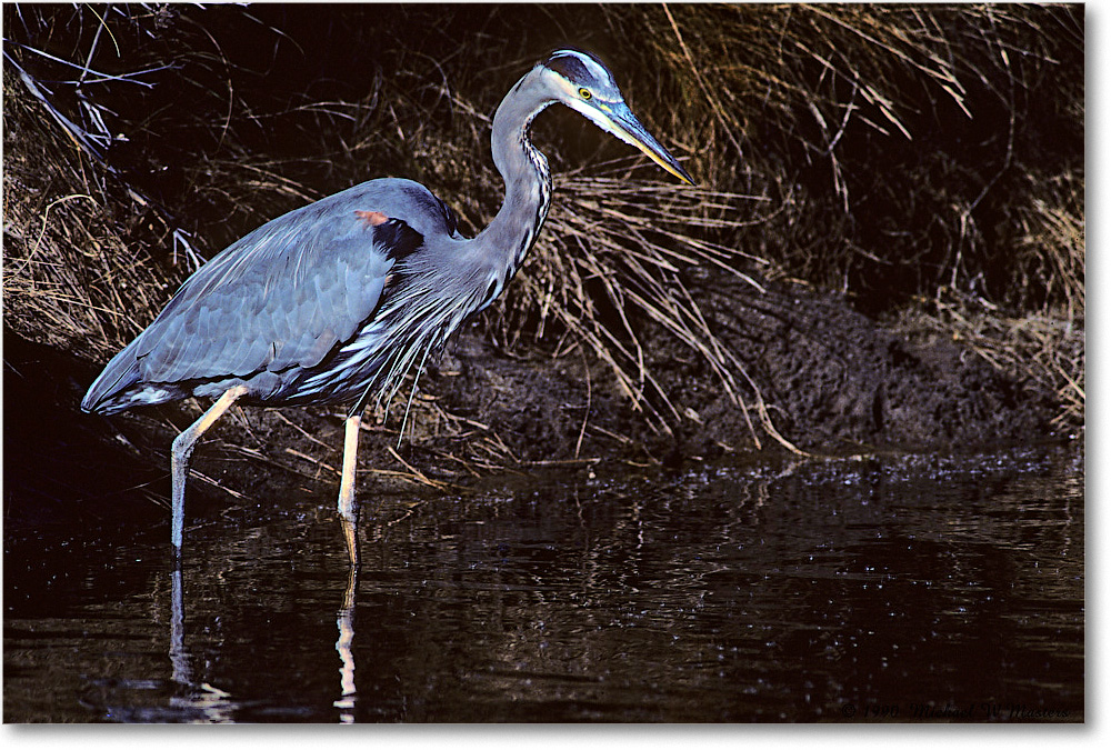 GreatBlueHeron_ChincoNWR_1990Nov_K05 copy