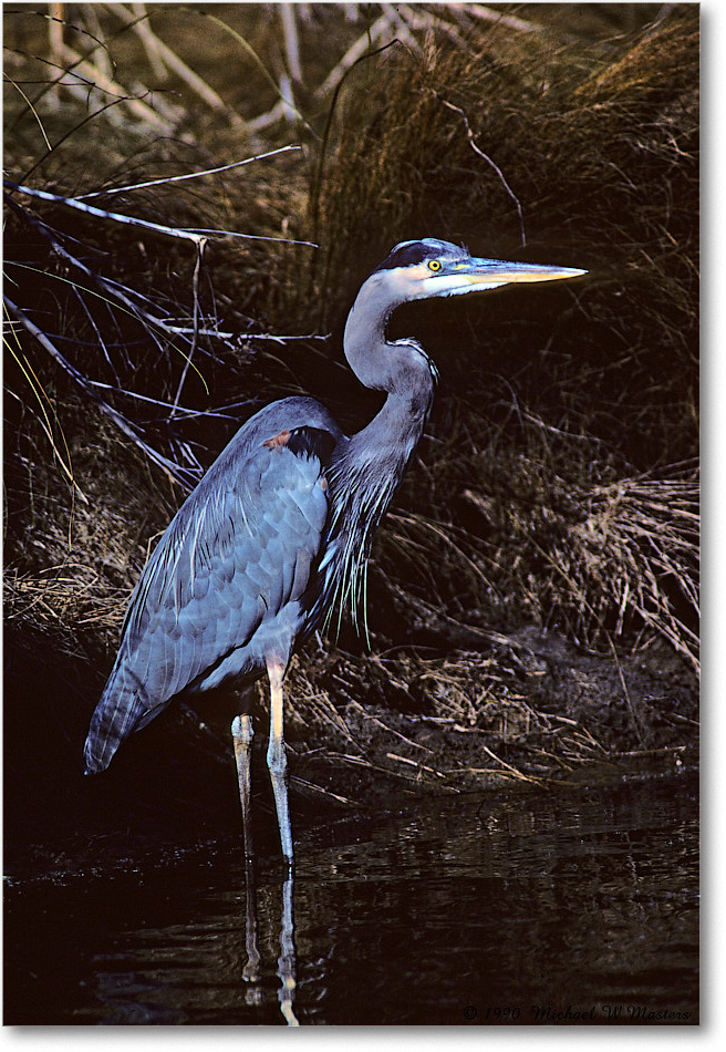 GreatBlueHeron_ChincoNWR_1990Nov_K16 copy