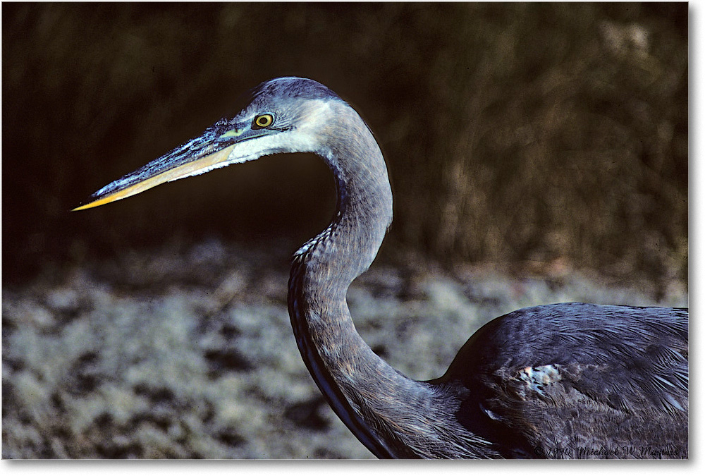 GreatBlueHeron_ChincoNWR_1990Nov_K19 copy