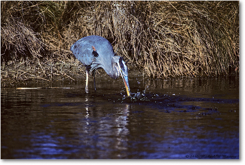 GreatBlueHeron_ChincoNWR_1990Nov_K22 copy
