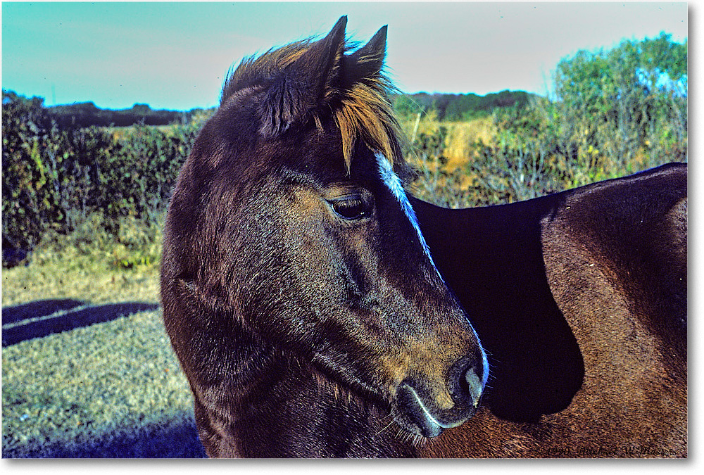Pony_ChincoNWR_1990Nov_K24 copy
