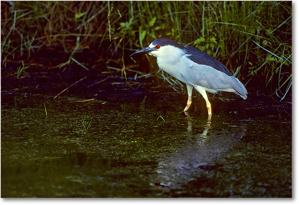 BCNightHeron_ChincoNWR_1992Jun_Kc06 copy