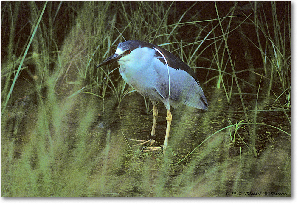 BCNightHeron_ChincoNWR_1992Jun_Kc34 copy