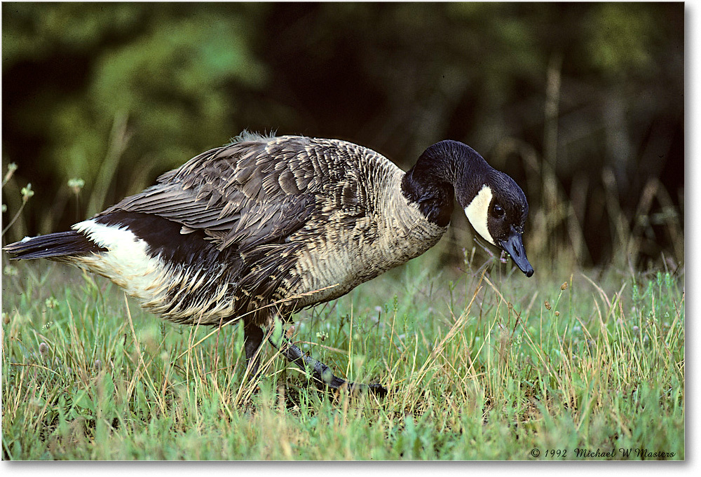 CanadaGoose_ChincoNWR_1992Jun_Kr20 copy
