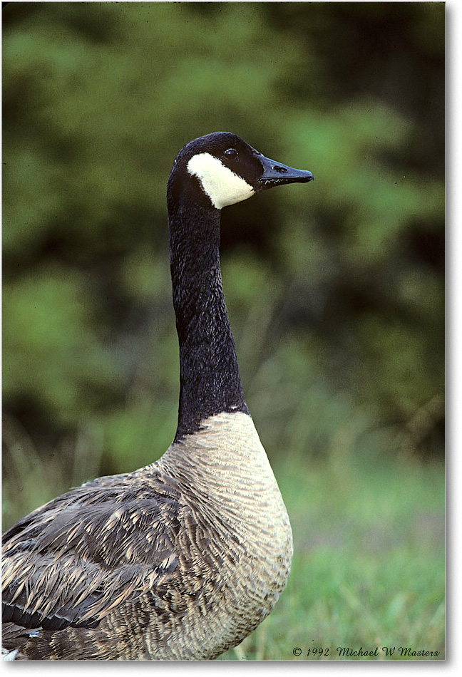 CanadaGoose_ChincoNWR_1992Jun_Kr23 copy