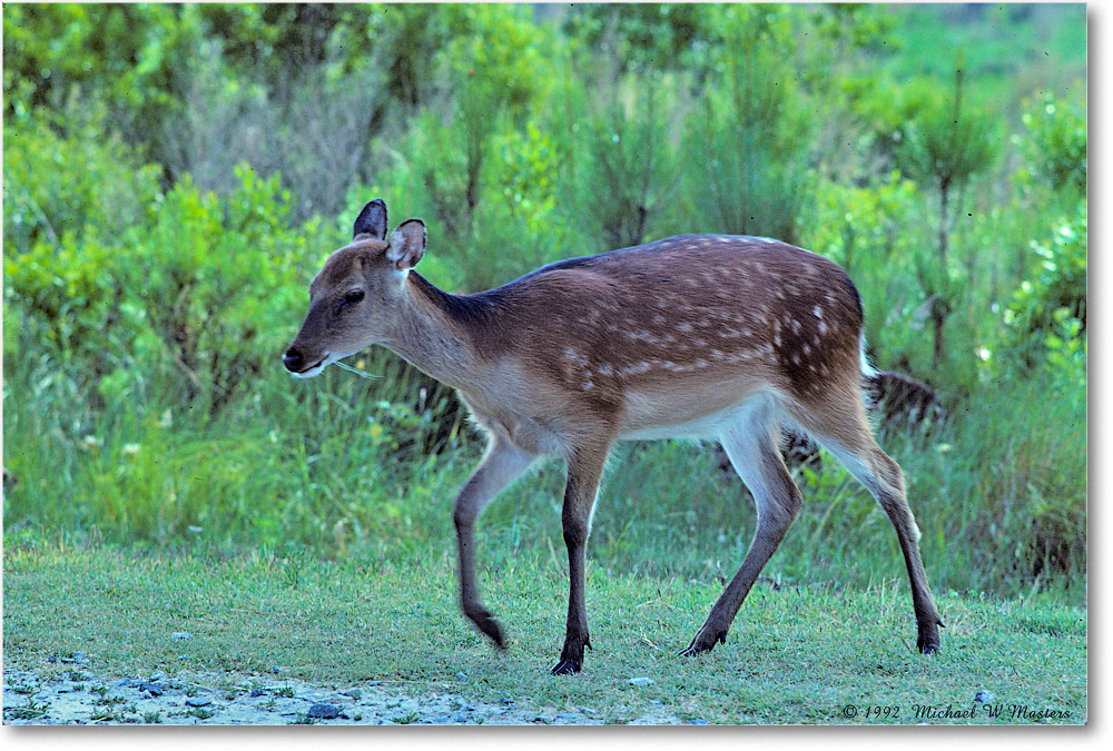 Deer_ChincoNWR_1992Jun_Kr26 copy