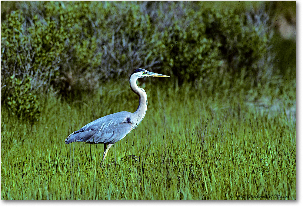 GreatBlueHeron_ChincoNWR_1992Jun_K03 copy