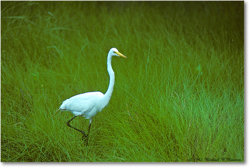 GreatEgret_ChincoNWR_1992Jun_Kr11 copy