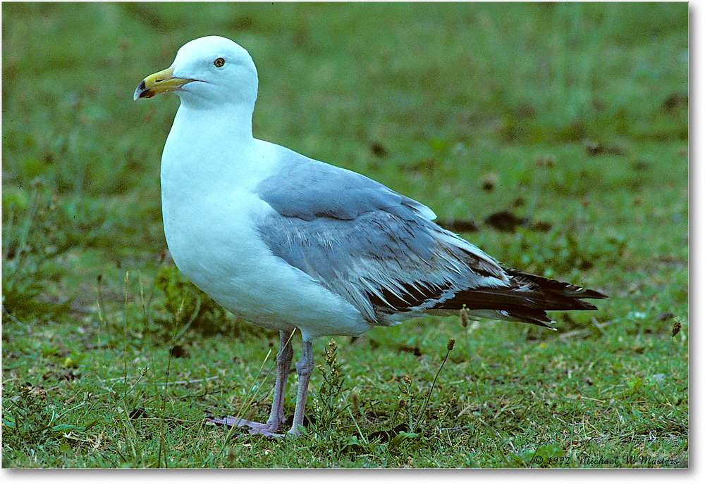 HerringGull_ChincoNWR_1992Jun_Kr14 copy