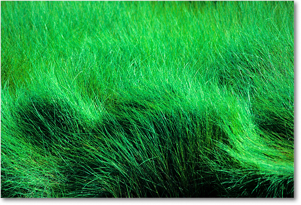 MarshGrass_ChincoNWR_1992Jun_F07 copy