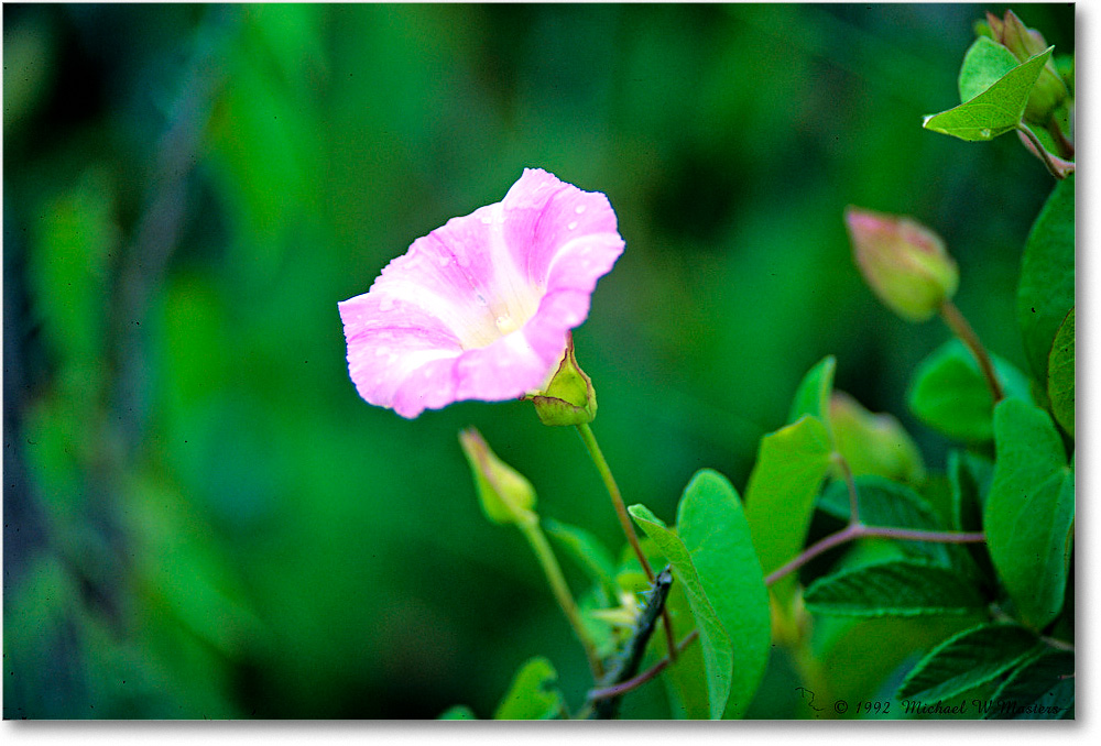 MorningGlory_ChincoNWR_1992Jun_F30 copy