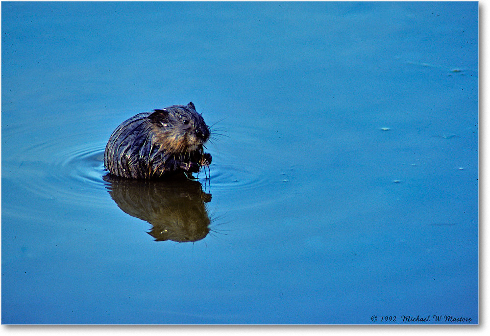 Muskrat_ChincoNWR_1992Jun_Kr24 copy