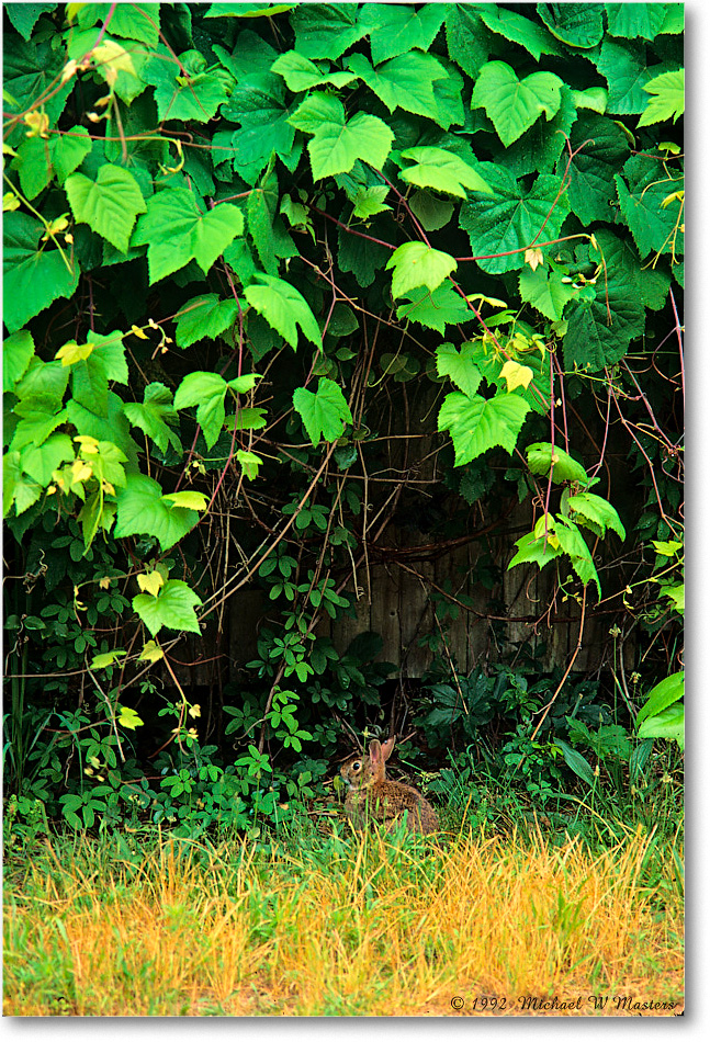 RabbitGrapeVine_ChincoNWR_1992Jun_F14 copy
