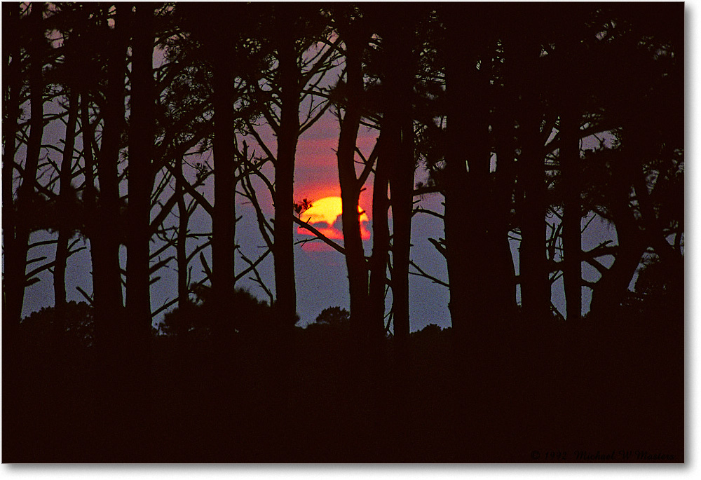 SunsetTrees_ChincoNWR_1992Jun_K18 copy