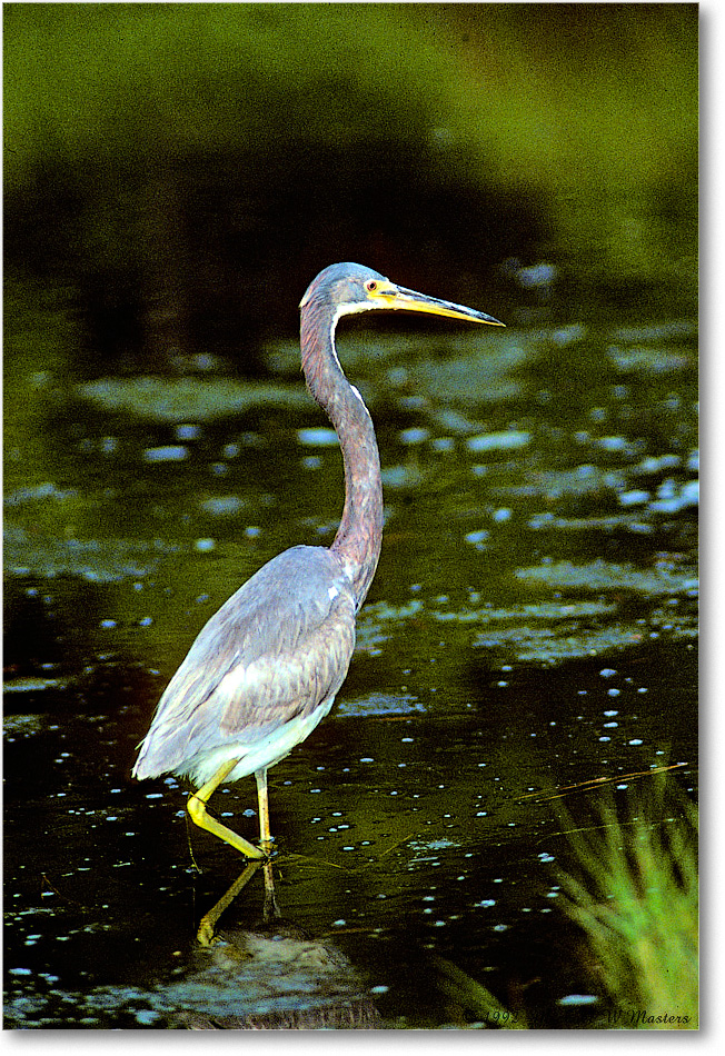 TricolorHeron_ChincoNWR_1992Jun_Kc35 copy
