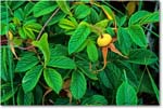 BerryPlant_ChincoNWR_1992Jun_F32 copy