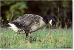CanadaGoose_ChincoNWR_1992Jun_Kr20 copy