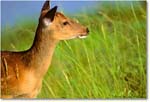 Deer_ChincoNWR_1992Jun_F09 copy