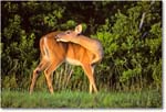 Deer_ChincoNWR_1992Jun_Kr07 copy