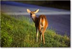 Deer_ChincoNWR_1992Jun_Kr13 copy