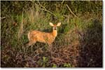 Deer_ChincoNWR_1992Jun_Kr19 copy