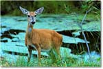 Deer_ChincoNWR_1992Jun_Kr29 copy
