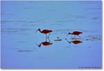 GlossyIbis_ChincoNWR_1992Jun_Kc19 copy