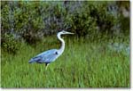 GreatBlueHeron_ChincoNWR_1992Jun_K03 copy