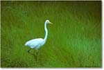 GreatEgret_ChincoNWR_1992Jun_Kr11 copy