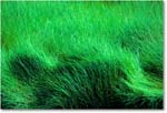 MarshGrass_ChincoNWR_1992Jun_F07 copy