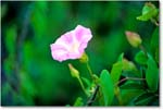 MorningGlory_ChincoNWR_1992Jun_F30 copy