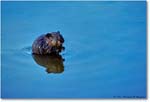 Muskrat_ChincoNWR_1992Jun_Kr24 copy