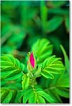 PinkBloom_ChincoNWR_1992Jun_F37 copy