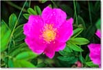 PinkFlower_ChincoNWR_1992Jun_F27 copy