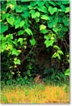 RabbitGrapeVine_ChincoNWR_1992Jun_F14 copy