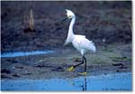Snowy_ChincoNWR-WLL_1992Jun_F24 copy