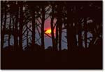 SunsetTrees_ChincoNWR_1992Jun_K18 copy