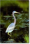 TricolorHeron_ChincoNWR_1992Jun_Kc35 copy
