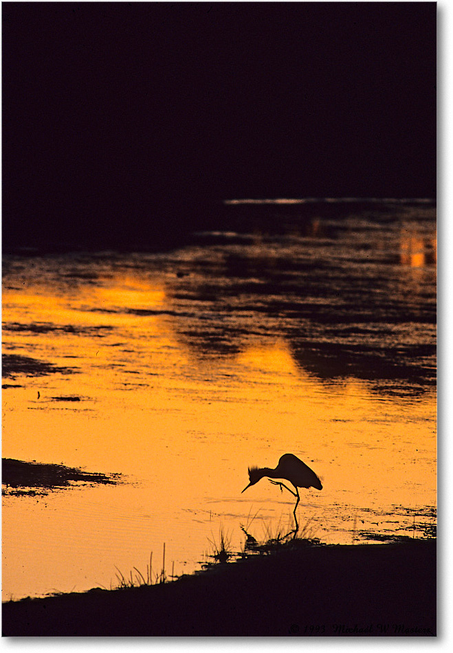 EgretSilhouette_ChincoNWR_1993Jun_F37 copy
