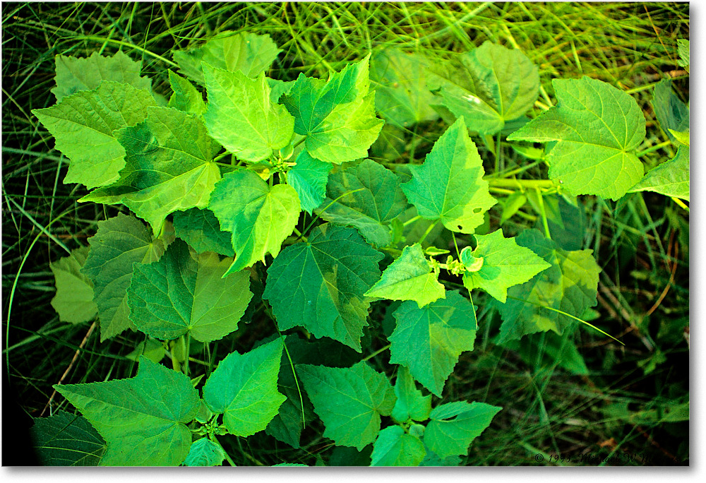 GrapeVine_ChincoNWR_1993Jun_V35 copy