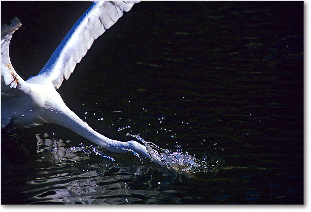 GreatEgretSplash_ChincoNWR_1993Jun_F19 copy