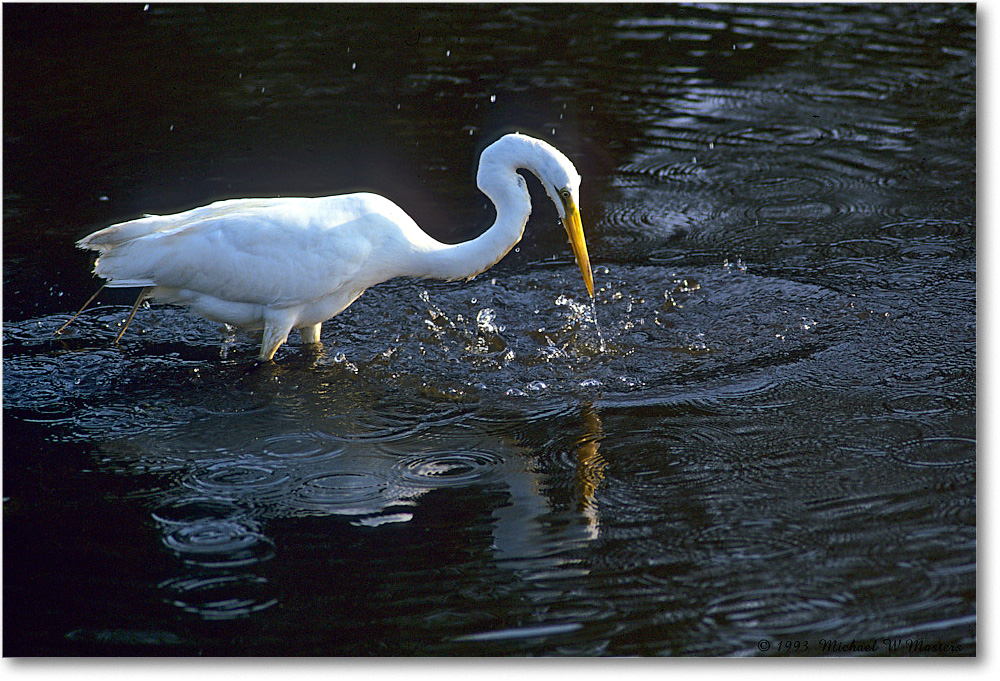 GreatEgretSplash_ChincoNWR_1993Jun_F37 copy