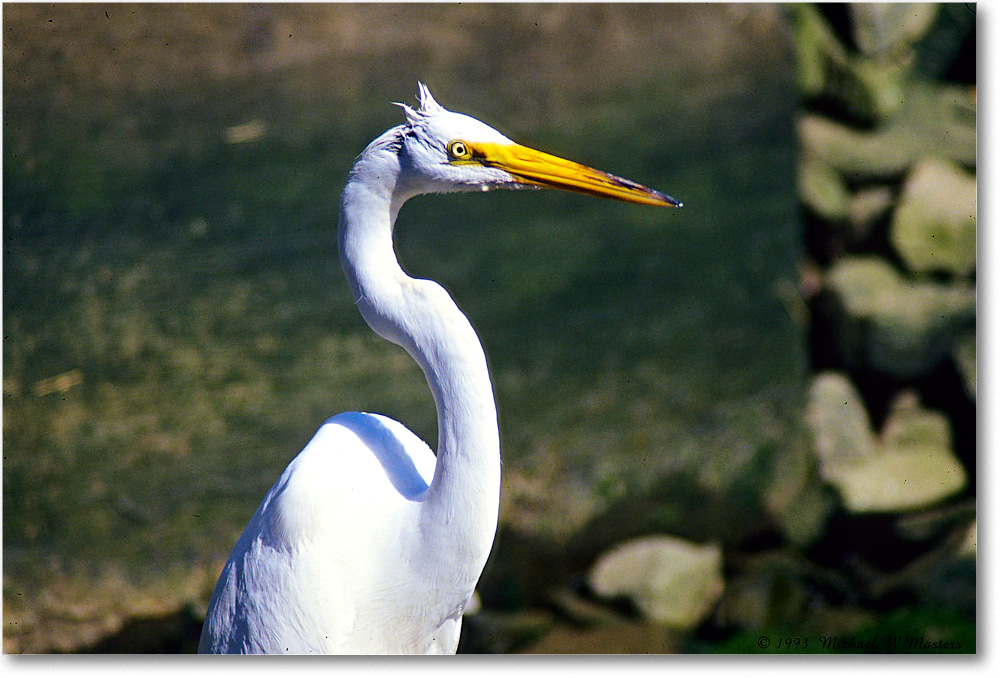 GreatEgret_ChincoNWR_1993Jun_F20 copy