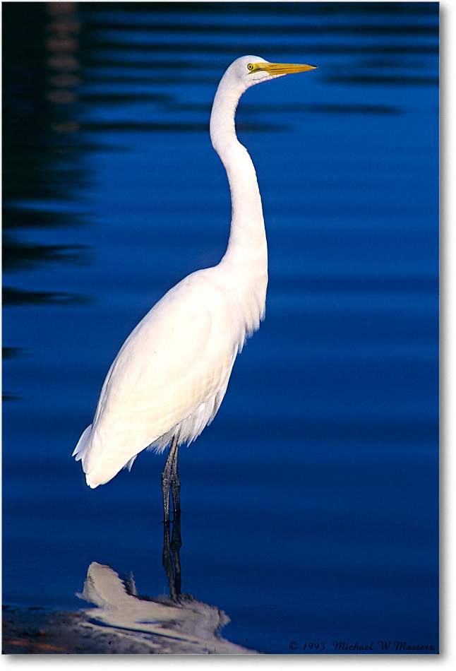 GreatEgret_ChincoNWR_1997Oct_F20 copy