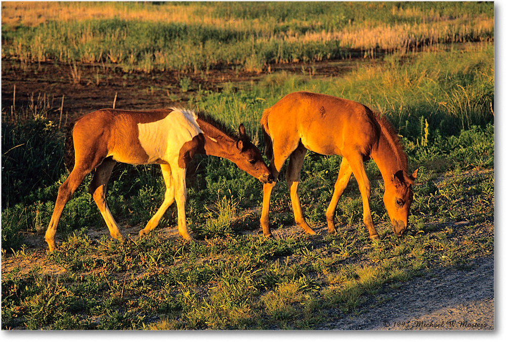 Ponies_ChincoNWR_1993Jun_F14 copy