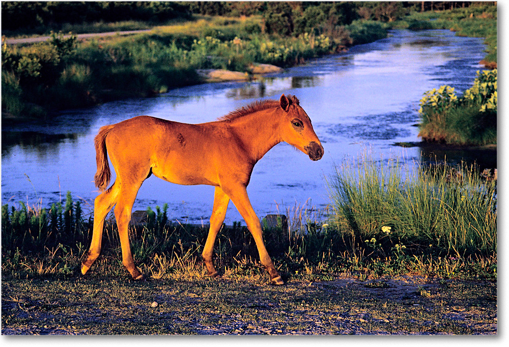 Pony_ChincoNWR_1993Jun_F02 copy