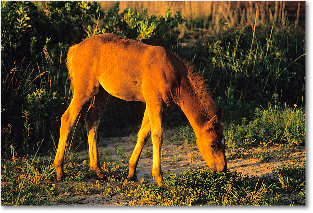 Pony_ChincoNWR_1993Jun_F16 copy