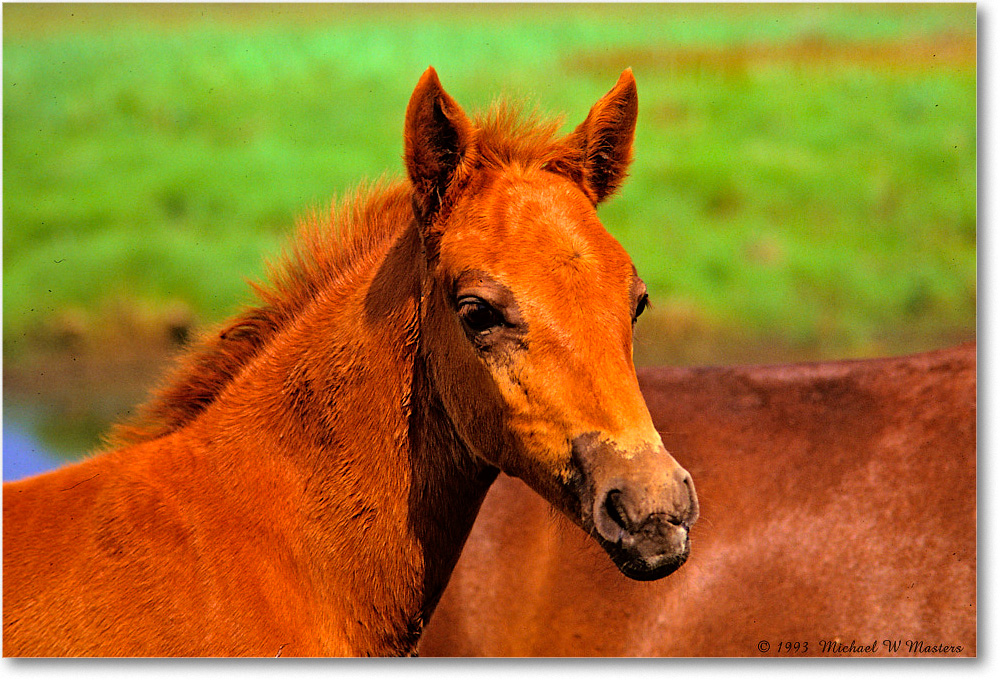 Pony_ChincoNWR_1993Jun_x28 copy