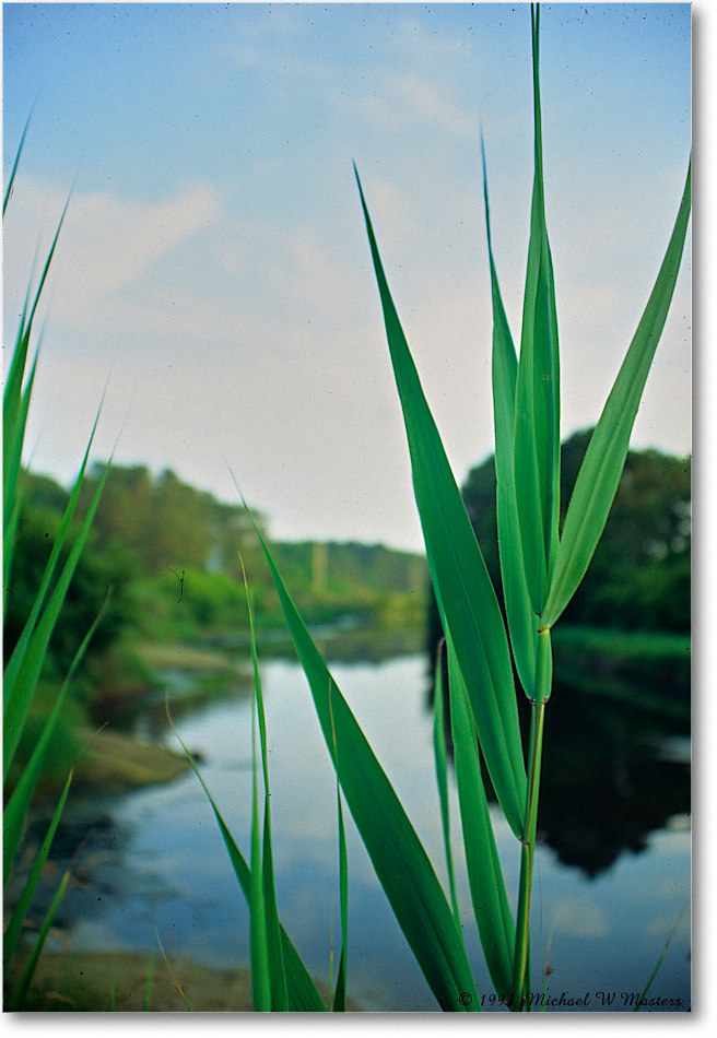SawGrass_ChincoNWR_1993Jun_V30 copy