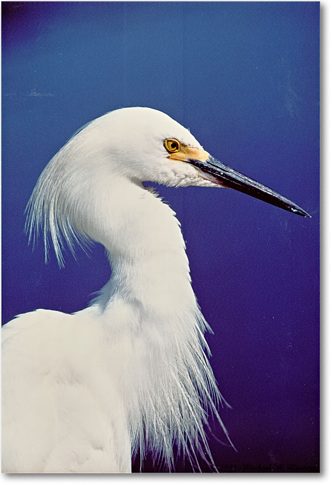 SnowyEgret-ChincoNWR-1993June-Minolta200ApoVelvia copy